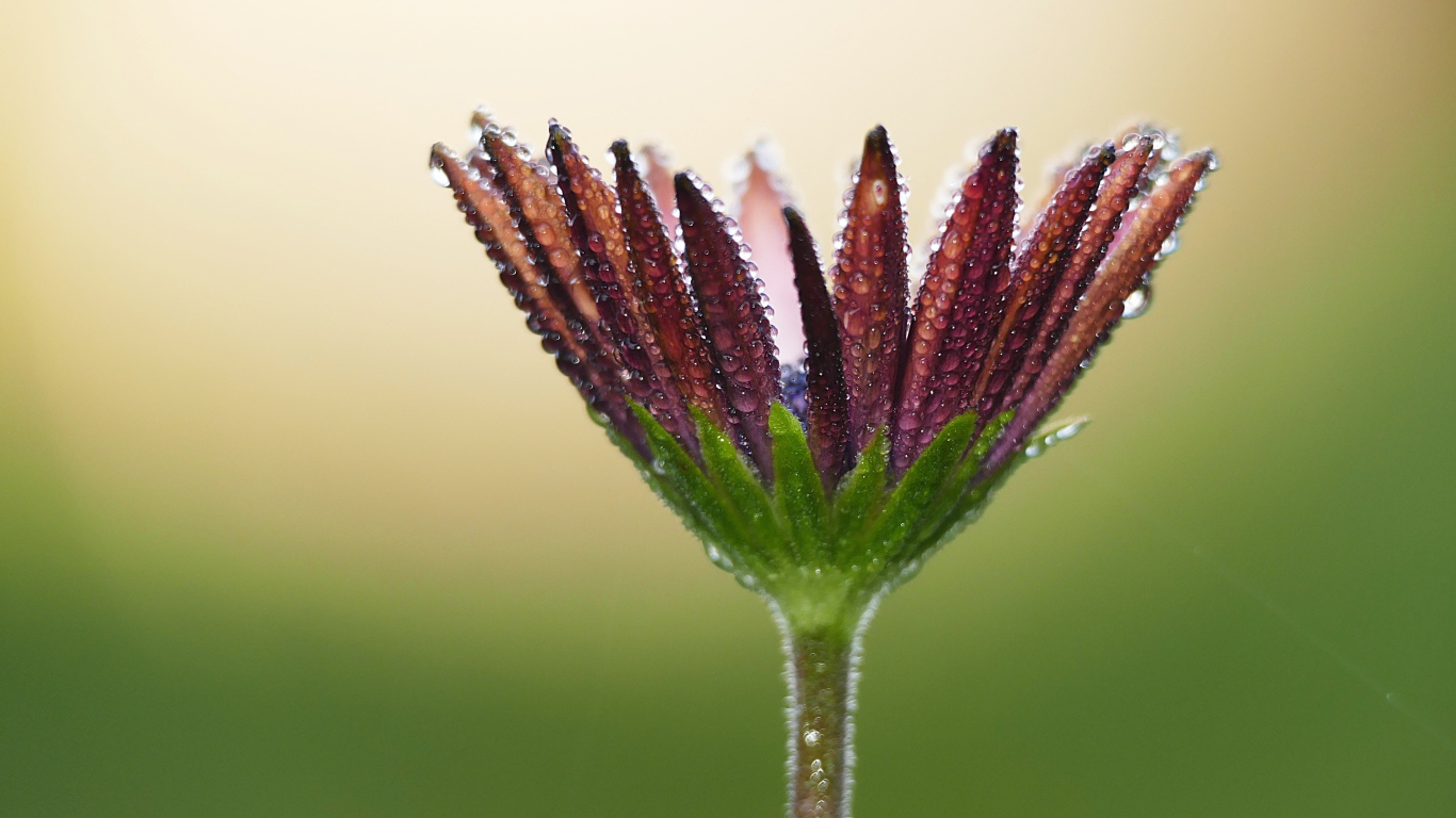 Красивый цветок остеоспермума в каплях росы 