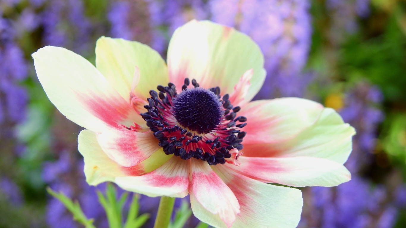 Красивый розовый цветок анемоны на клумбе 