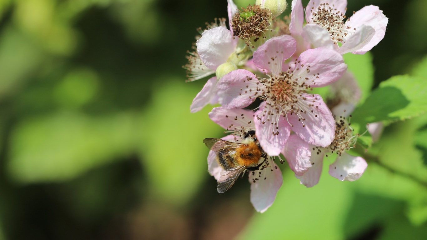 Красивые розовые цветы яблони крупным планом