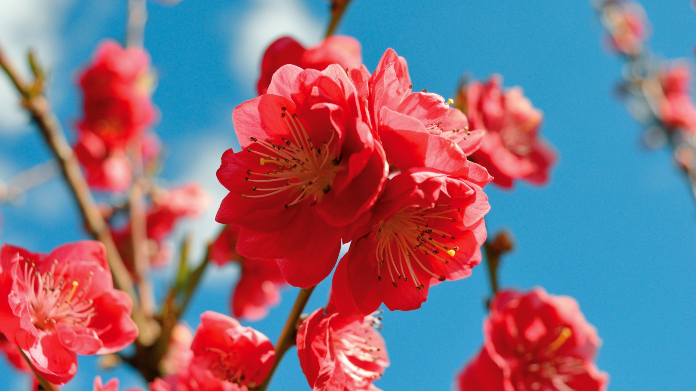 Красивые розовые цветы на ветке дерева на фоне голубого неба весной