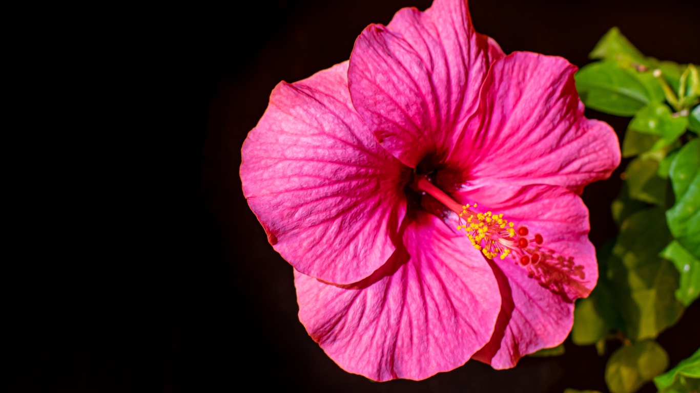 Красивый розовый цветок гибискуса с зелеными листьями на черном фоне