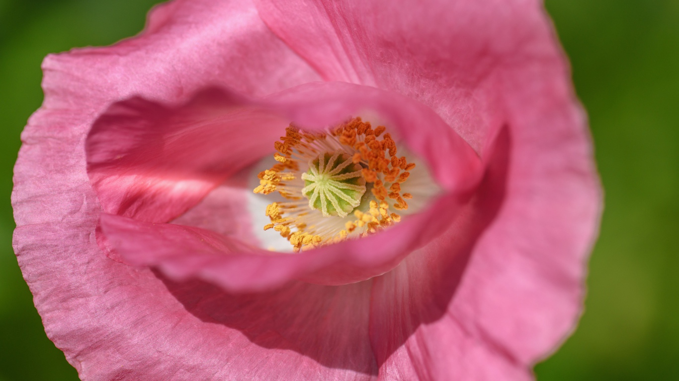 Красивый розовый цветок мака на зеленом фоне