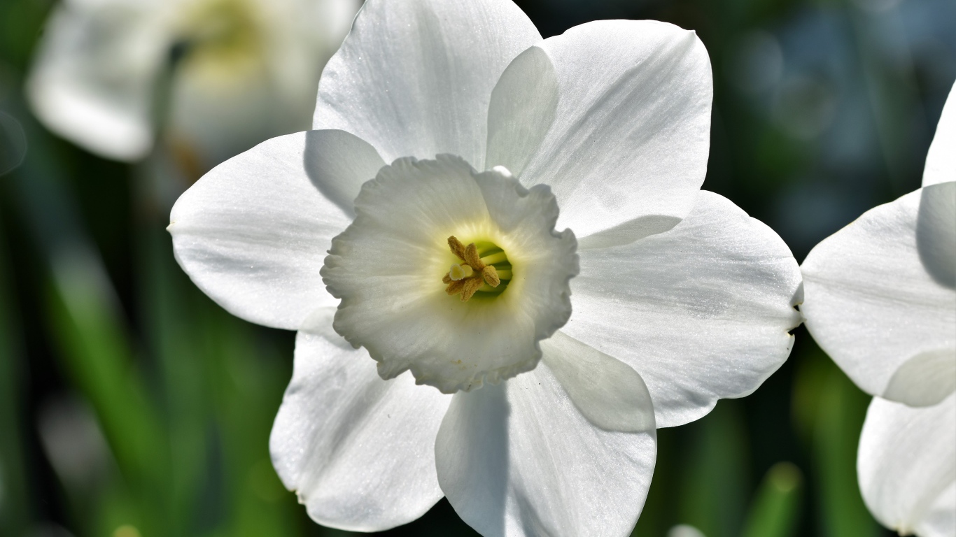 Красивый белый цветок нарцисса крупным планом