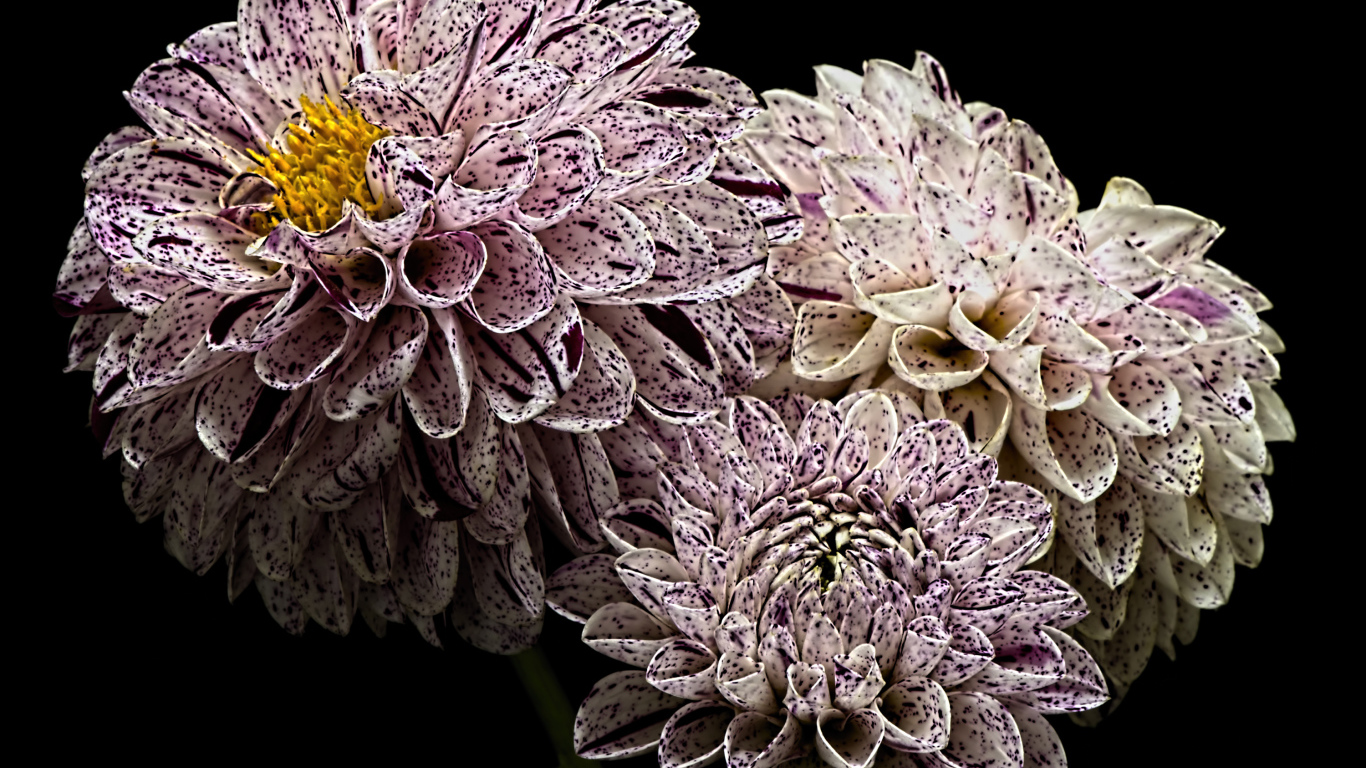 Красивые белые георгины с фиолетовыми брызгами 