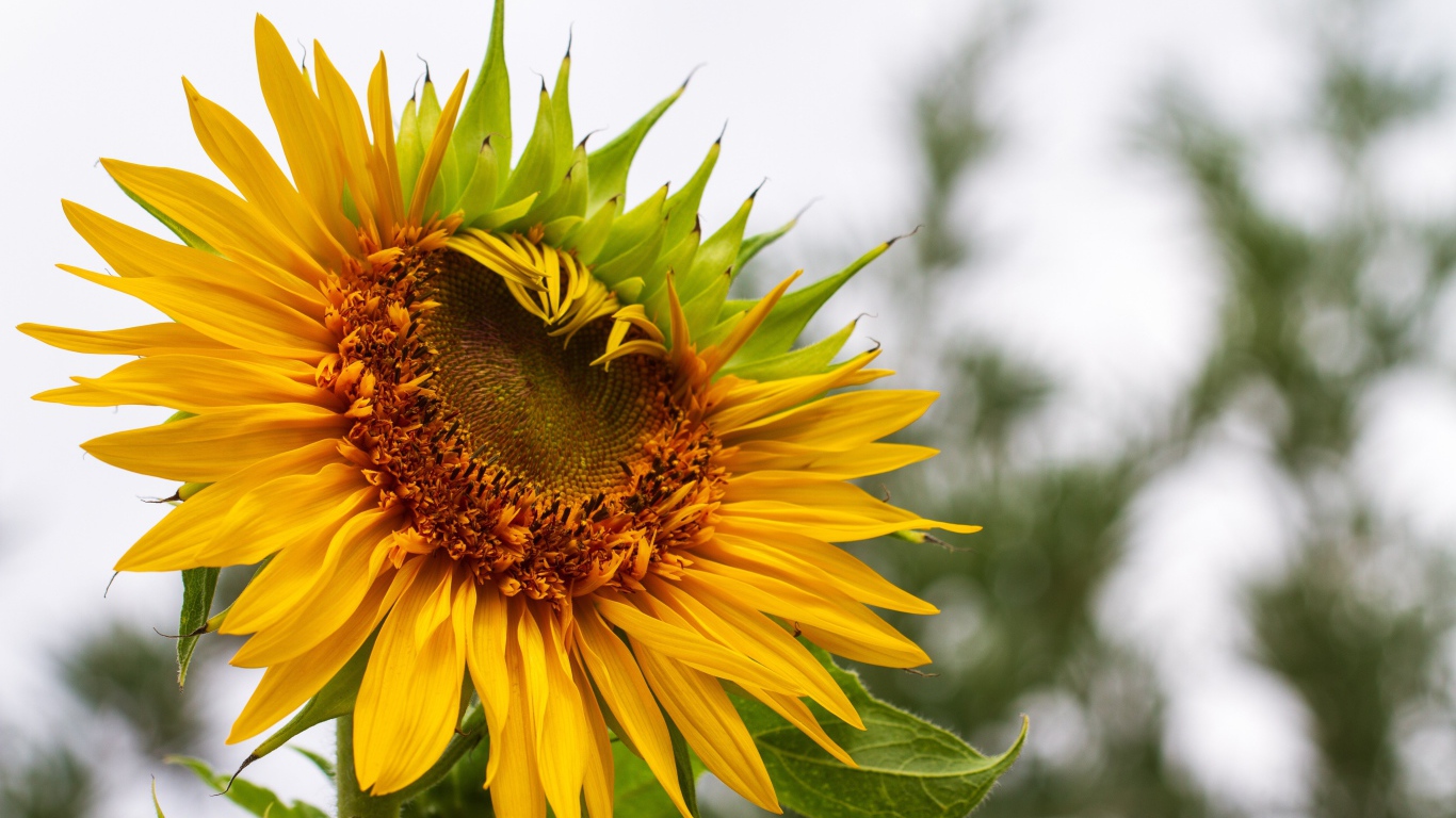 Красивый желтый подсолнух на огороде