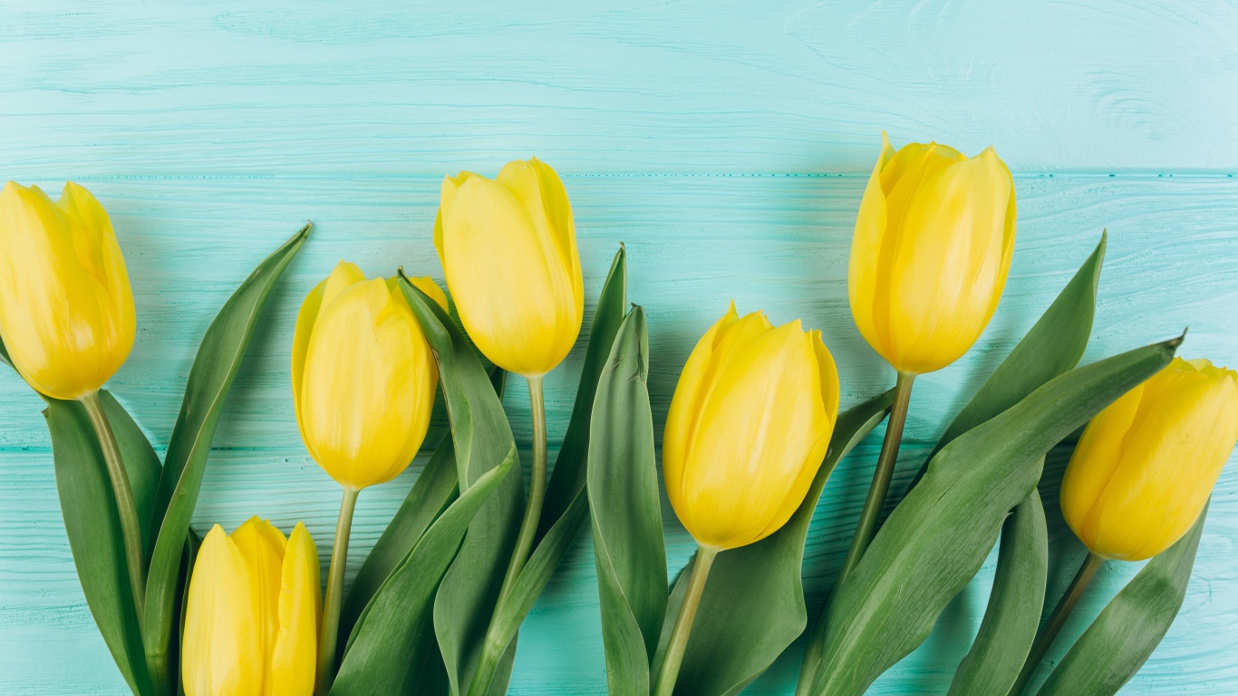 Красивые желтые тюльпаны с зелеными листьями на голубом столе