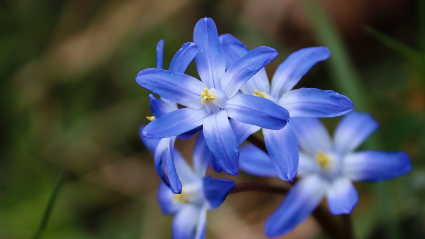 Голубые первые весенние цветы пролесок крупным планом