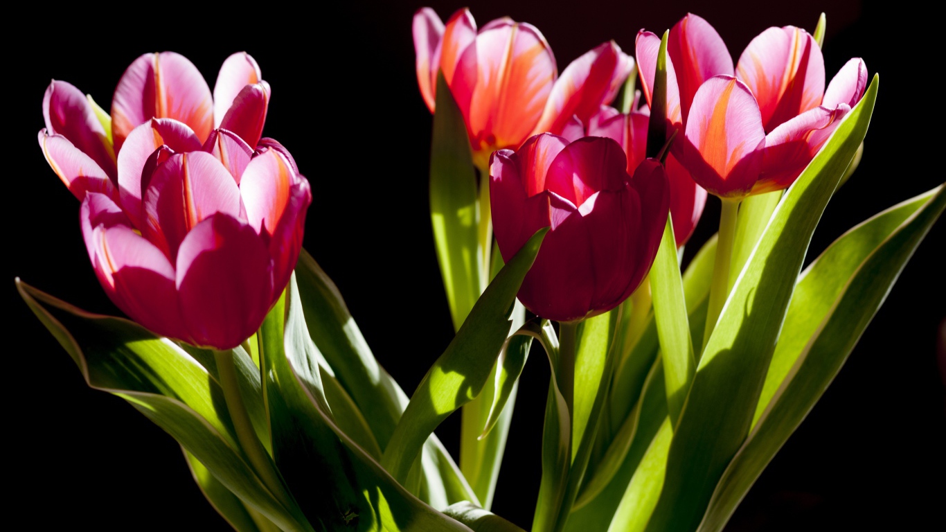 Букет розовых тюльпанов в лучах солнца на черном фоне