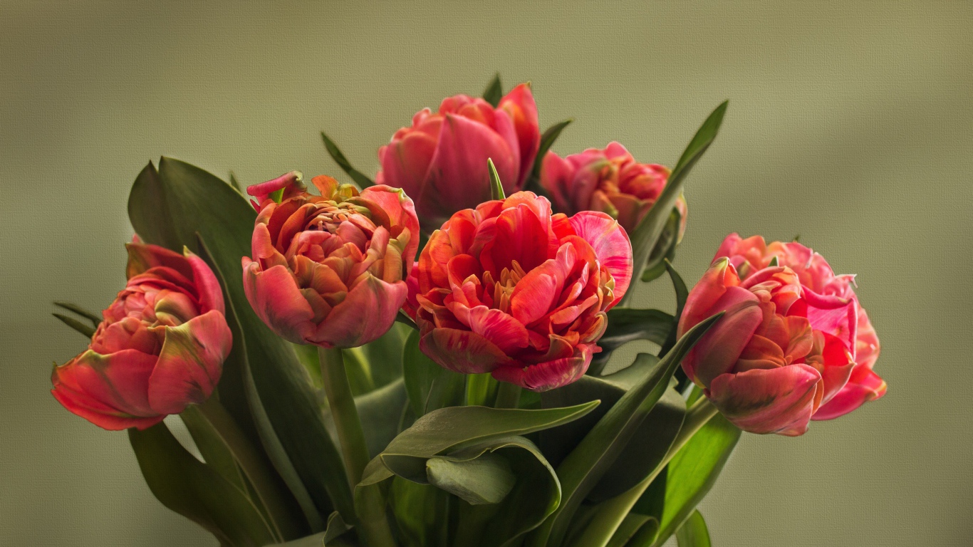 Букет красных тюльпанов с зелеными листьями