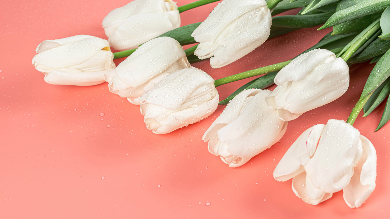 Букет белых тюльпанов в каплях росы на розовом фоне