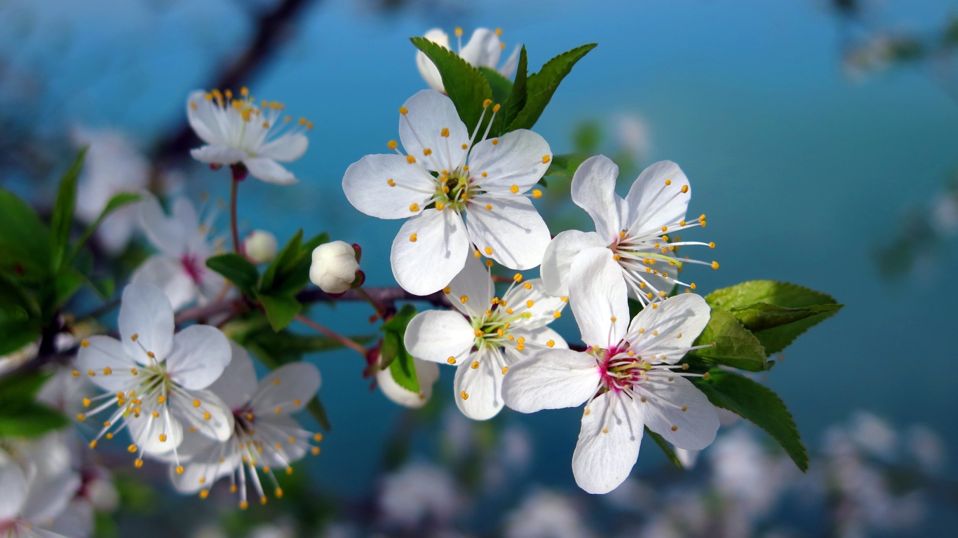Яркие белые цветы вишни на ветке крупным планом