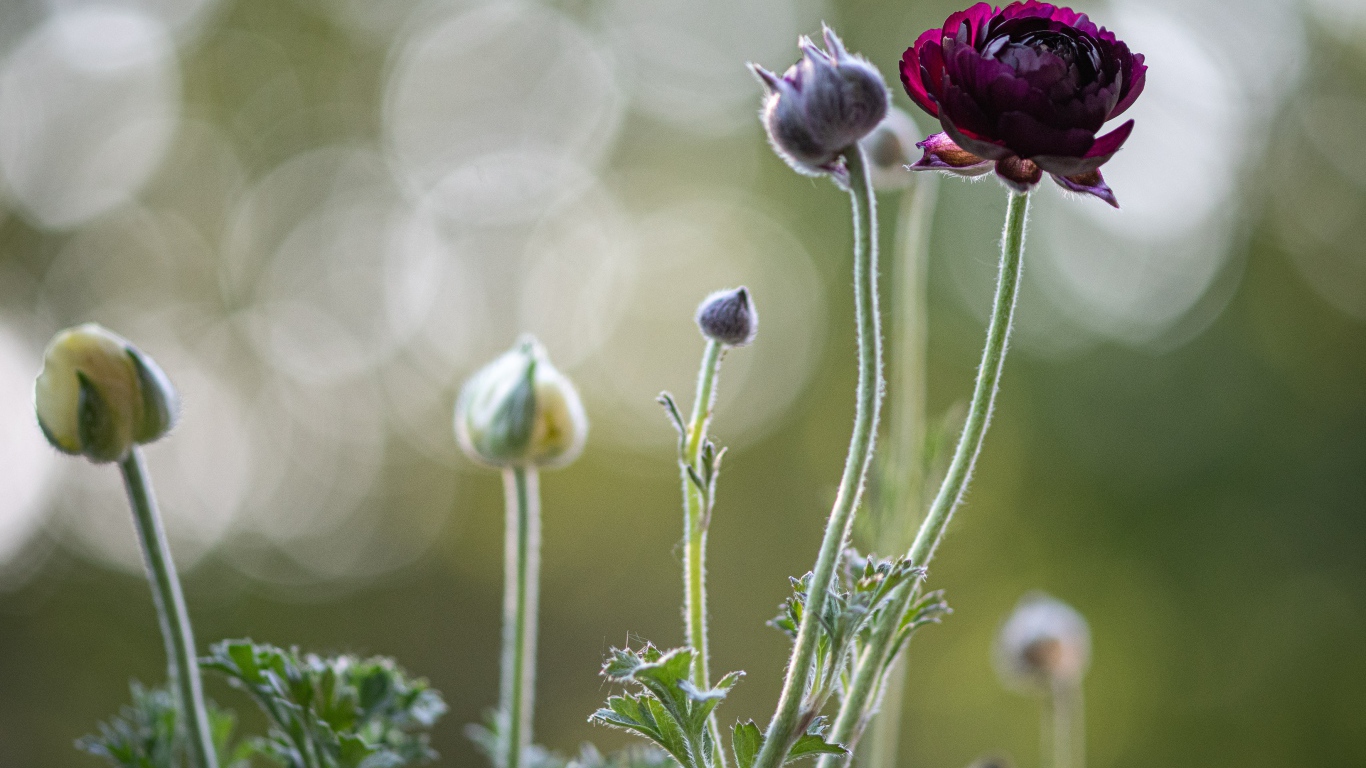 Цветы лютика распускаются на клумбе