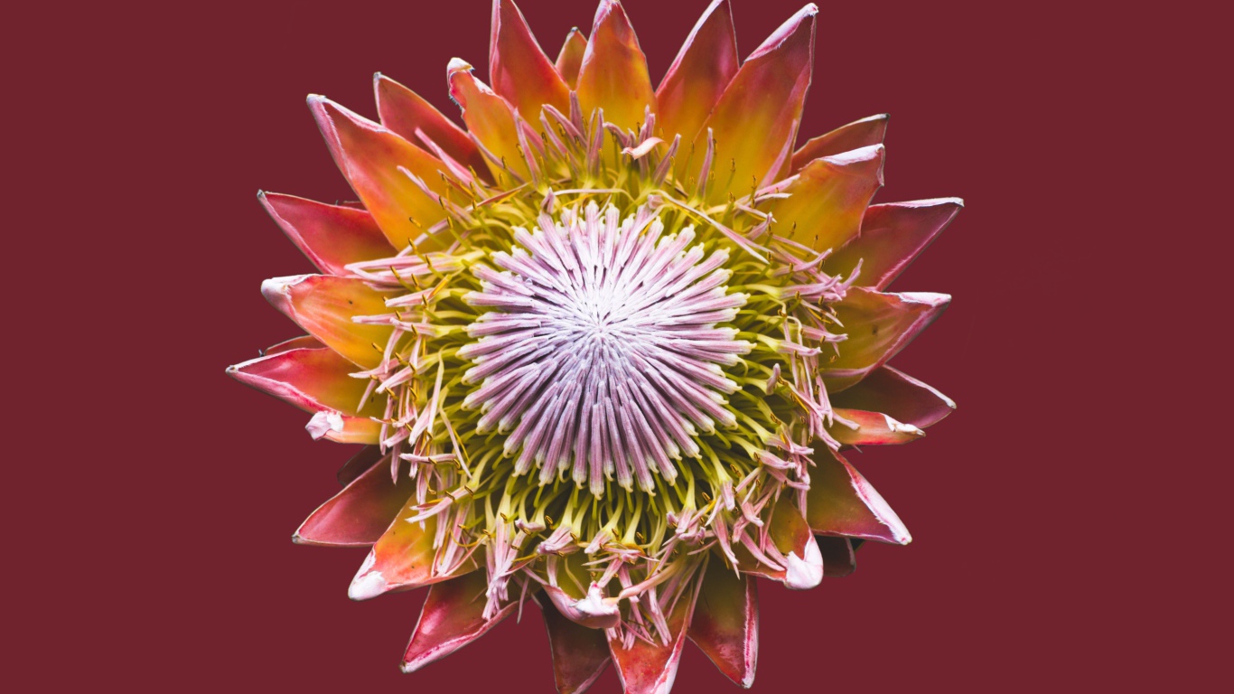 Цветок кактуса на коричневом фоне