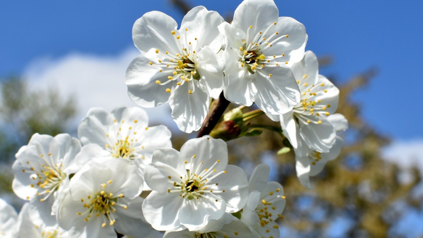 Цветы вишни распустились на ветке весной