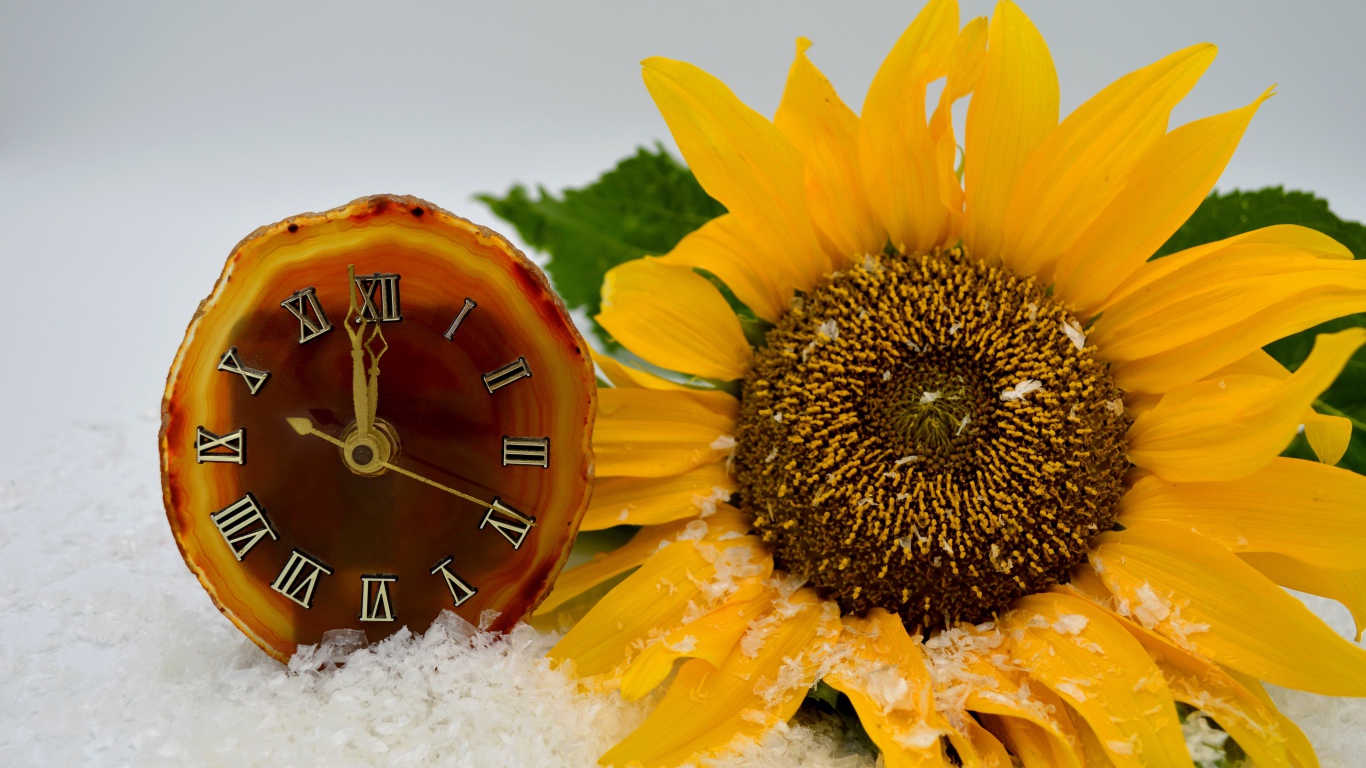 Часы и желтый подсолнух лежат на снегу 