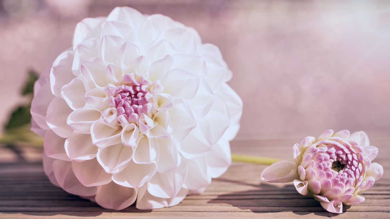 Нежный кремовый цветок георгина на столе