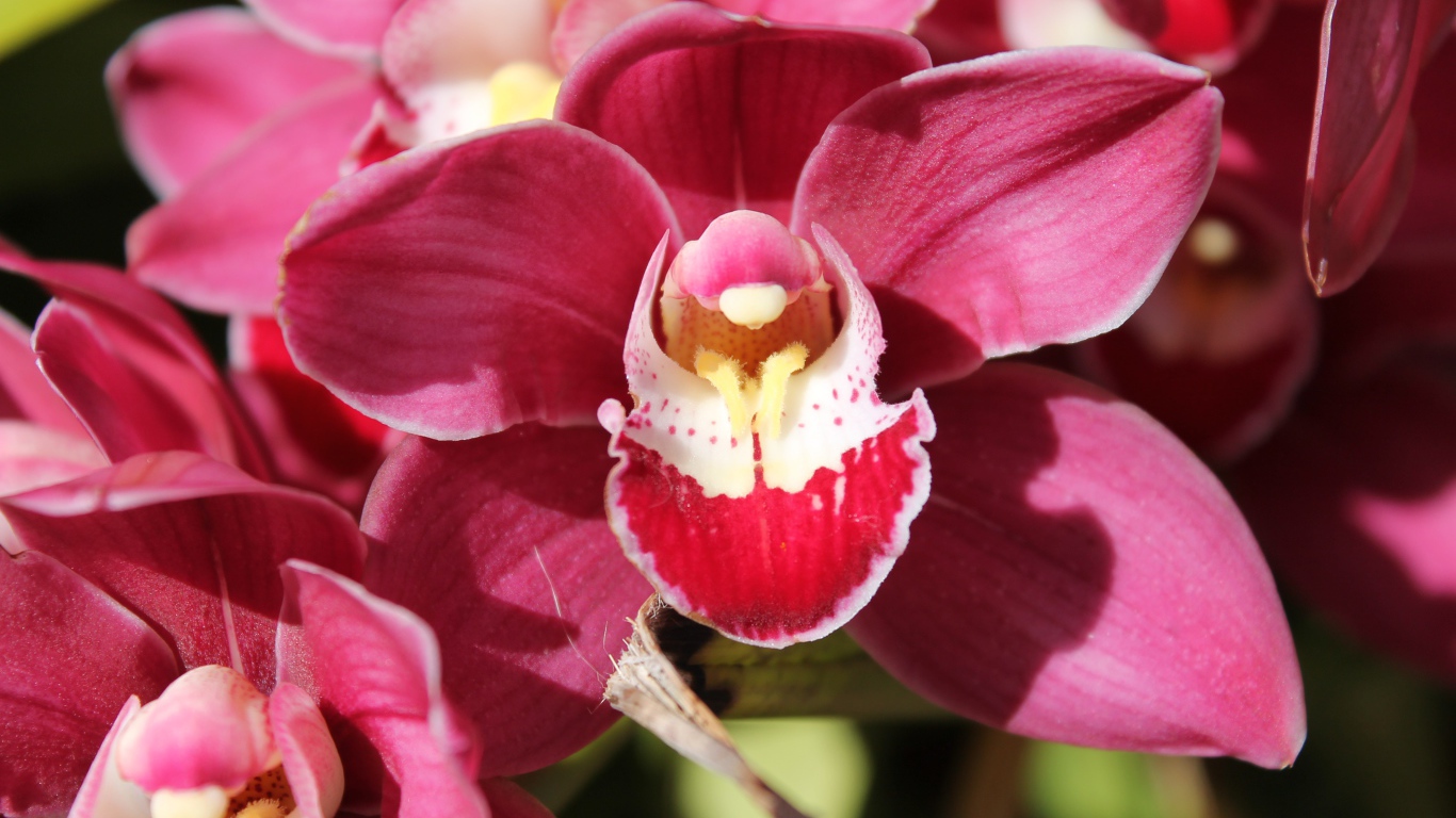 Нежный розовый цветок красивой орхидеи крупным планом