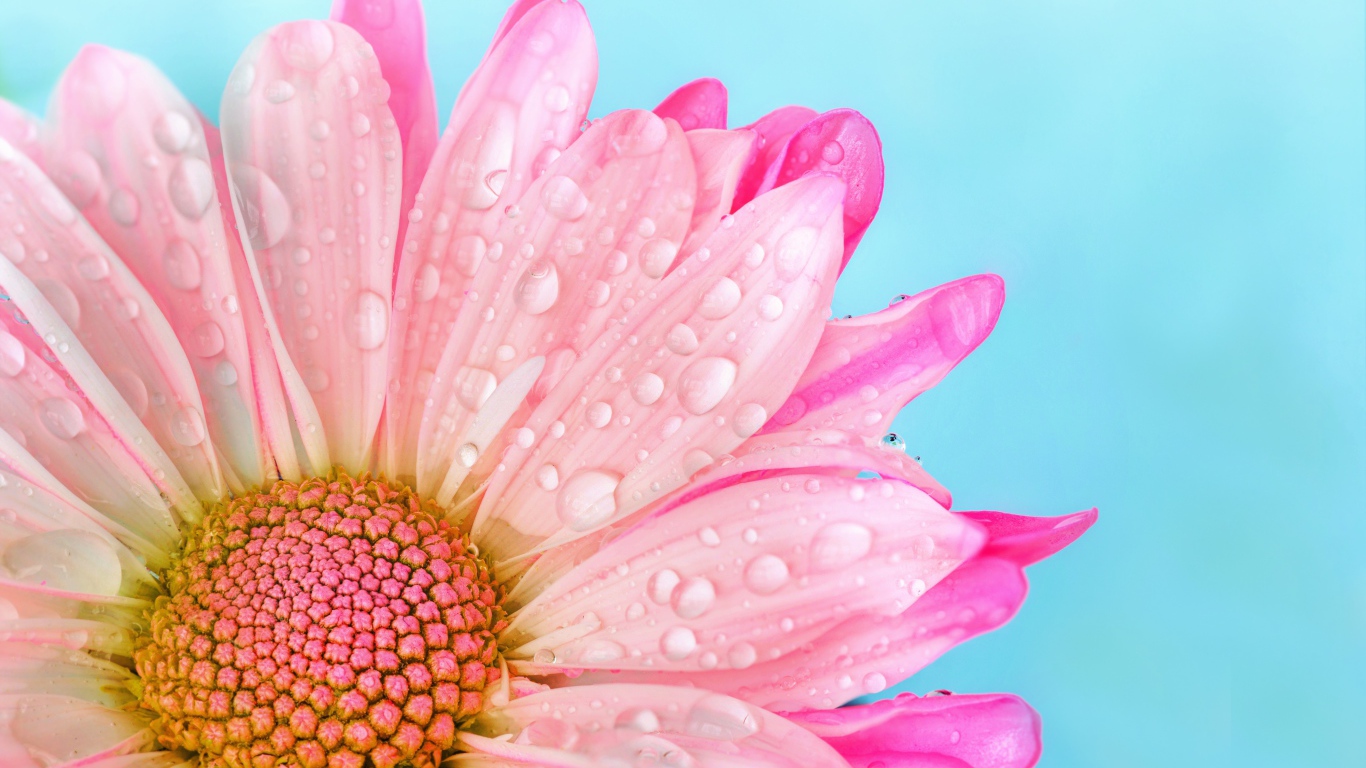 Нежные розовые лепестки герберы в каплях росы на голубом фоне