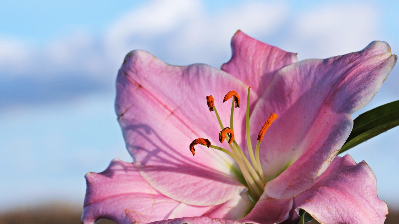 Нежная розовая лилия на фоне неба крупным планом