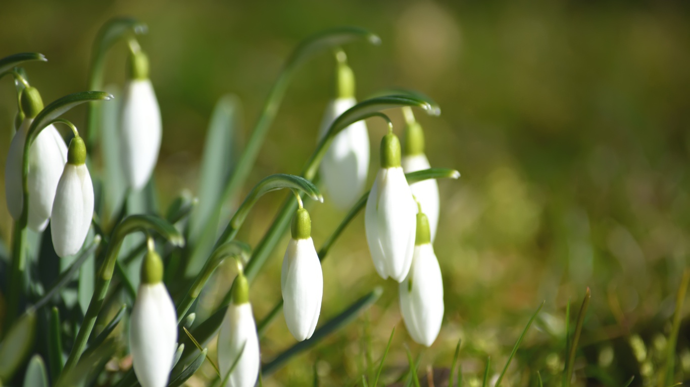 Нежные белые цветы подснежники в зеленой траве