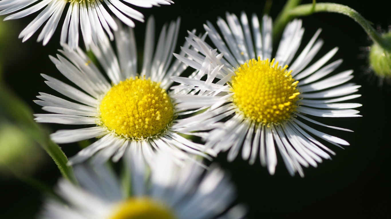 Нежные белые цветы сентябринка крупным планом 