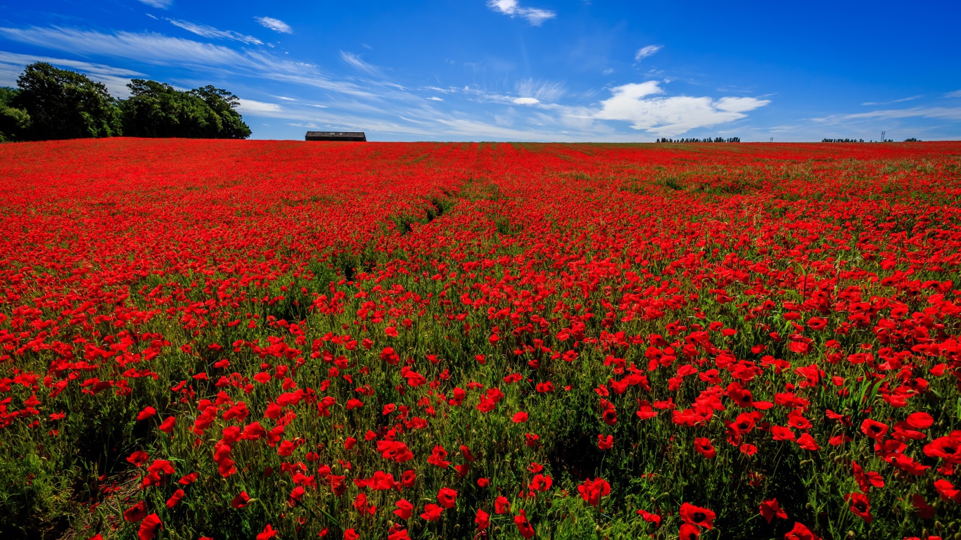 Поле красных маков под голубым небом летом