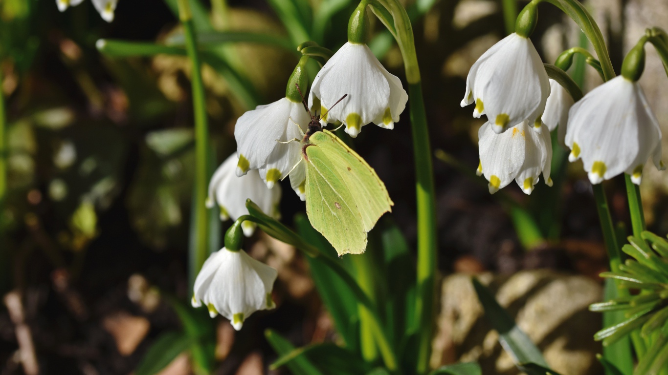Зеленая бабочка сидит на белых подснежниках 