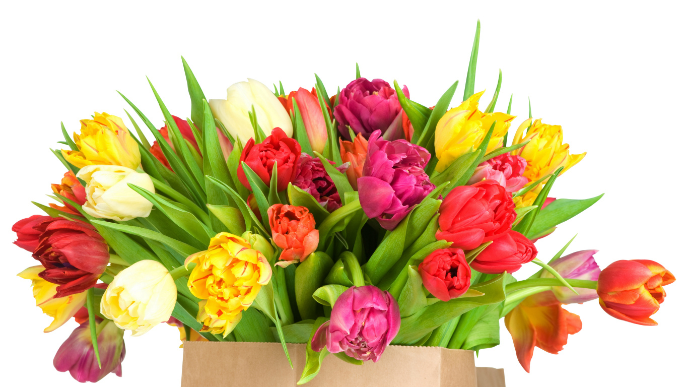 Огромный букет тюльпанов на белом фоне