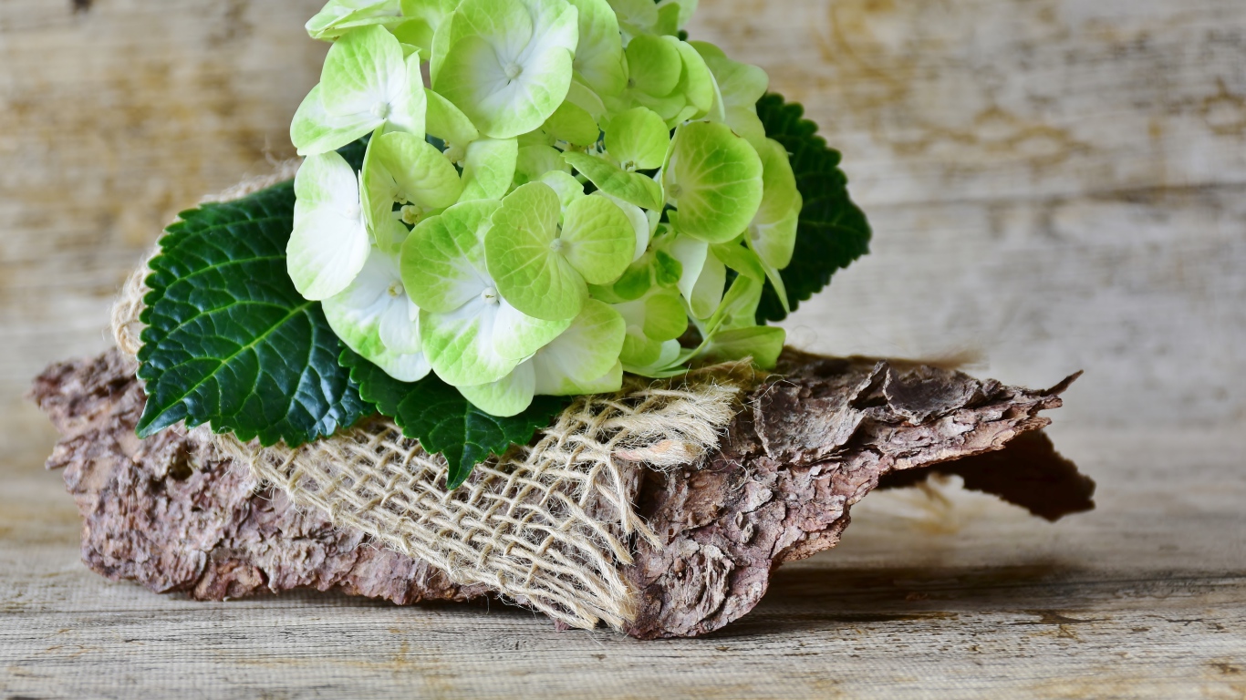 Цветок гортензии лежит с корягой на столе