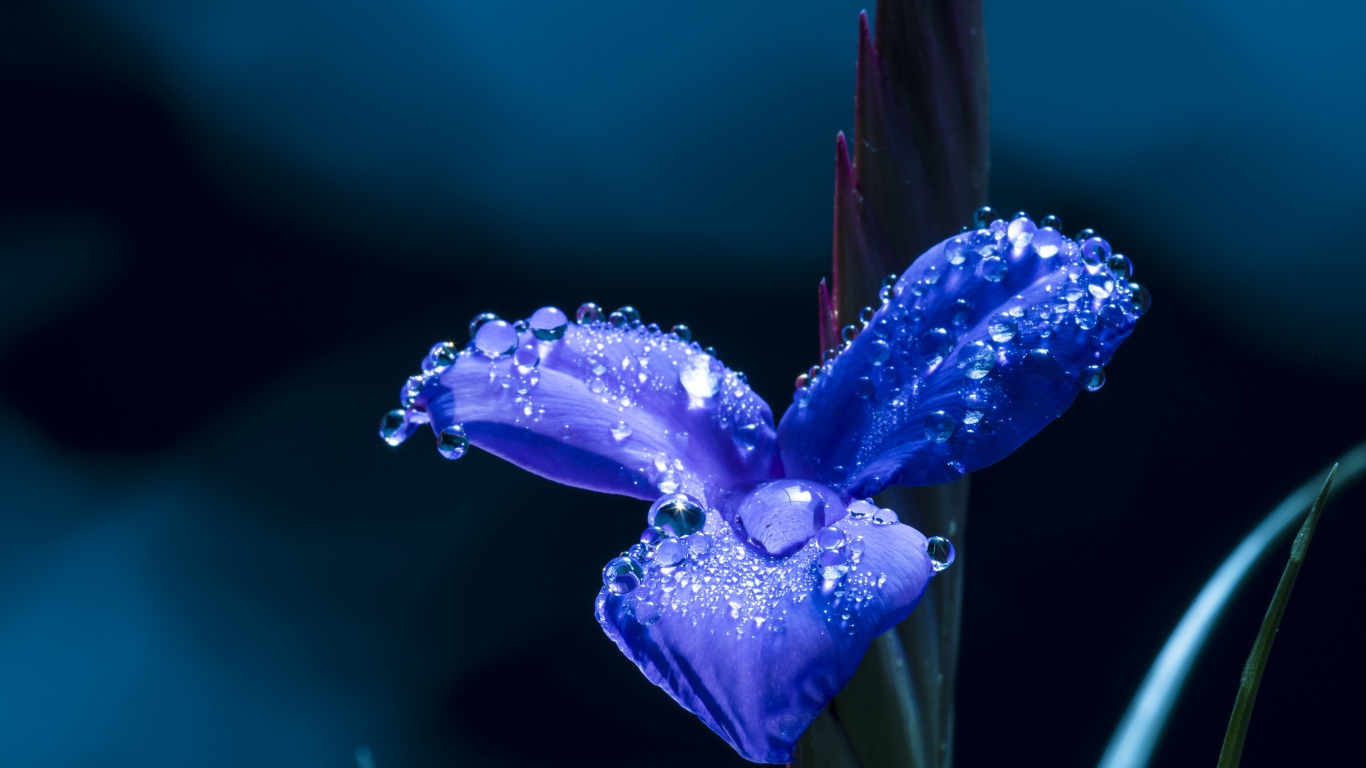 Цветок ириса в каплях росы крупным планом