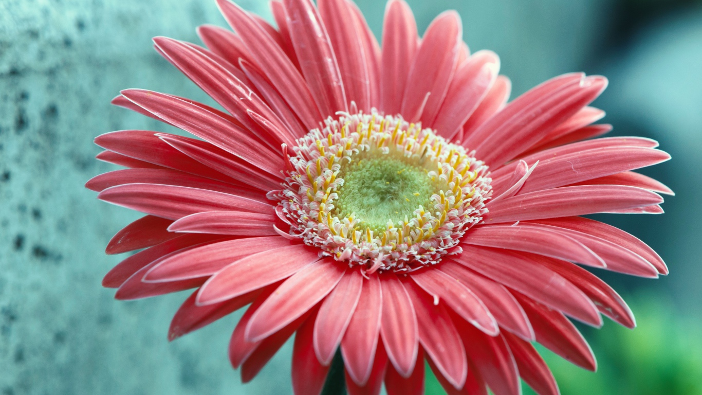 Большой розовый цветок герберы крупным планом 