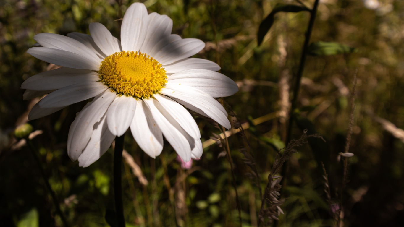 Крупный белый цветок ромашки