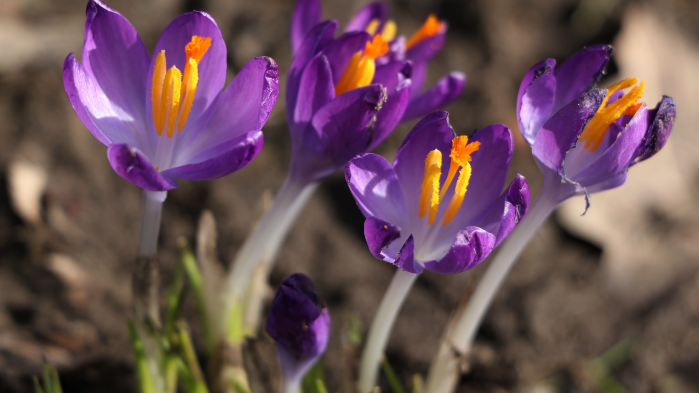 Сиреневые цветы крокуса с желтой серединкой крупным планом
