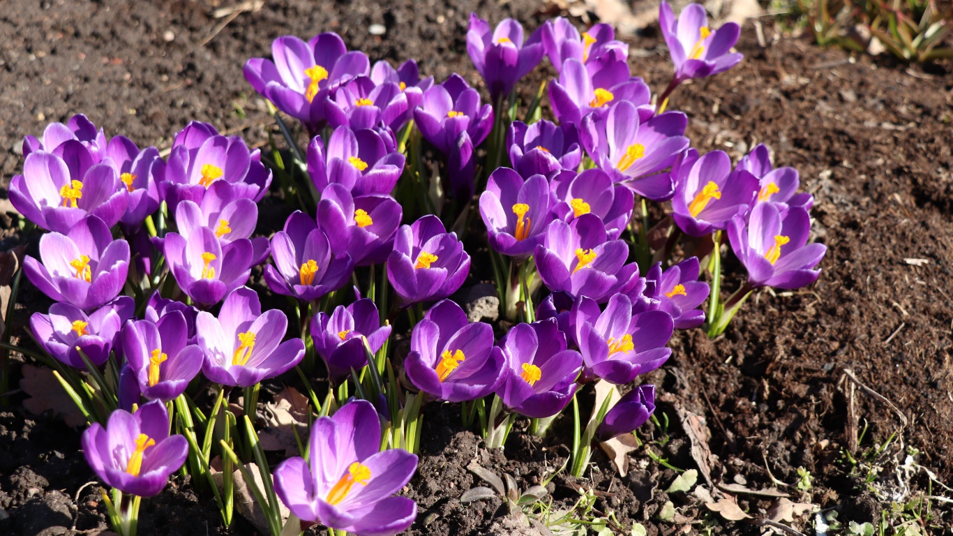 Маленькие фиолетовые крокусы на земле весной