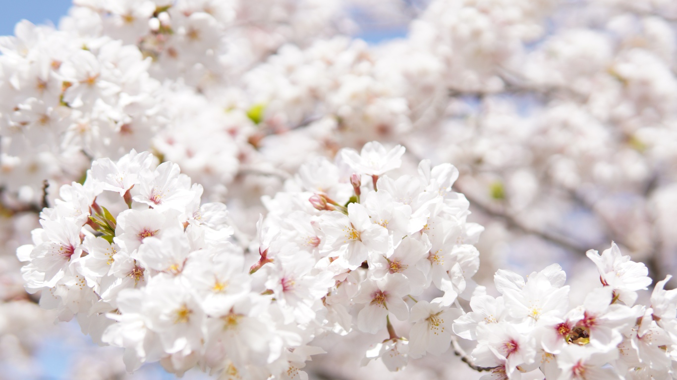 Пышные белые цветы вишни на ветке