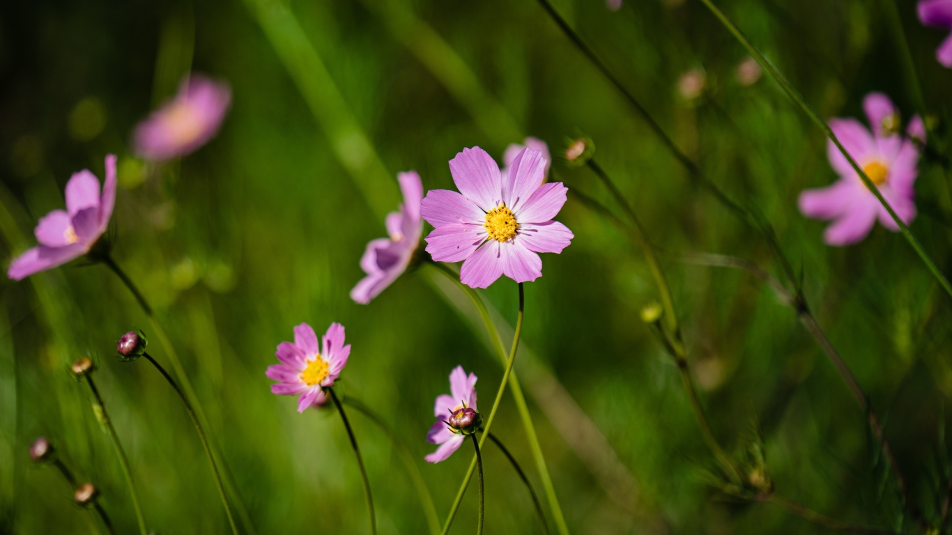 Много розовых цветов космеи на поле 