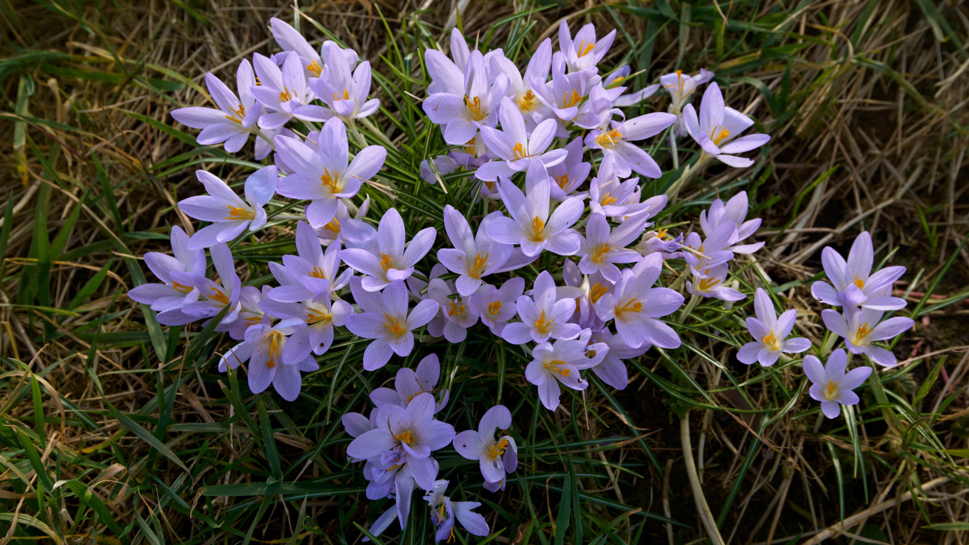 Много маленьких сиреневых крокусов на зеленой траве 