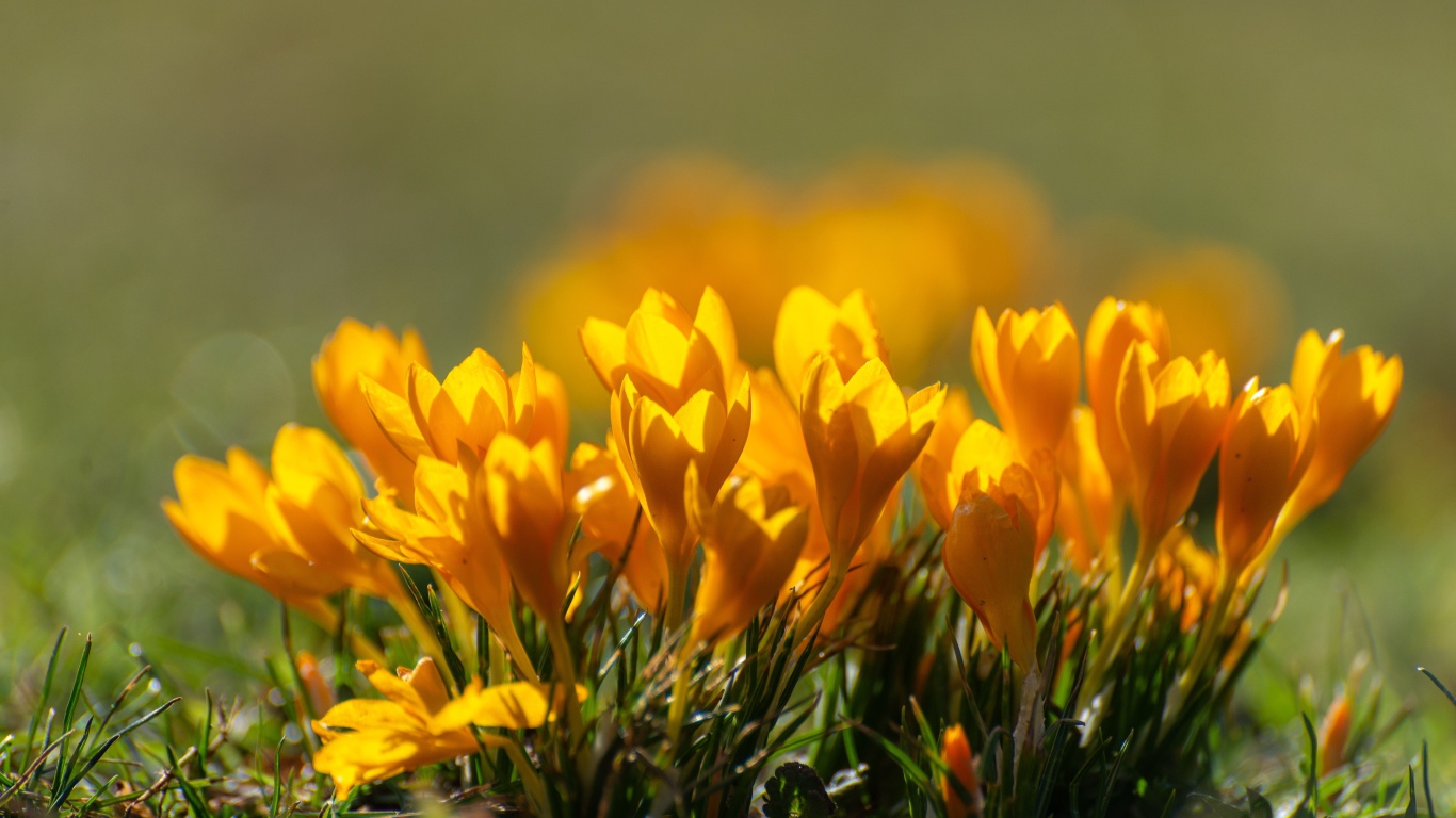 Много маленьких желтых цветов крокуса в лучах солнца