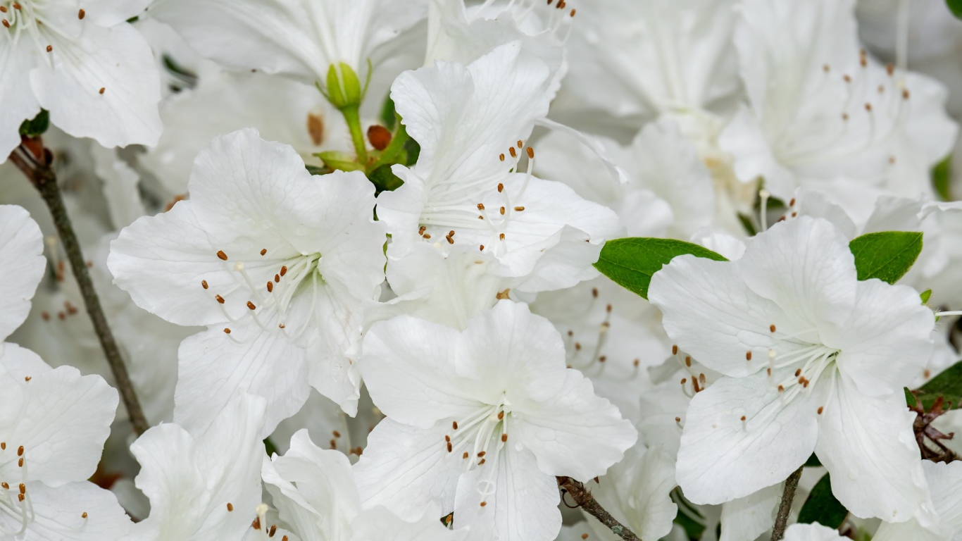 Много белых цветов азалии крупным планом