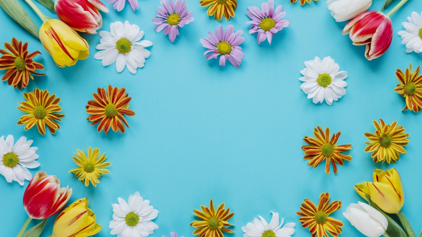 Разноцветные хризантемы и тюльпаны на голубом фоне 