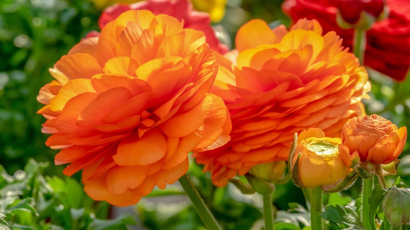 Оранжевые цветы лютика с бутонами на клумбе