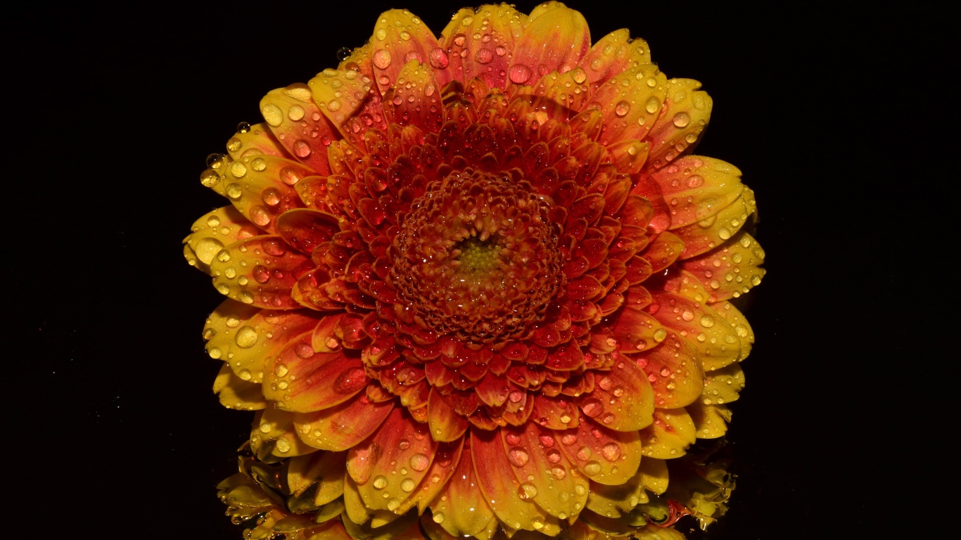 Оранжевый цветок хризантемы в каплях росы на черном фоне