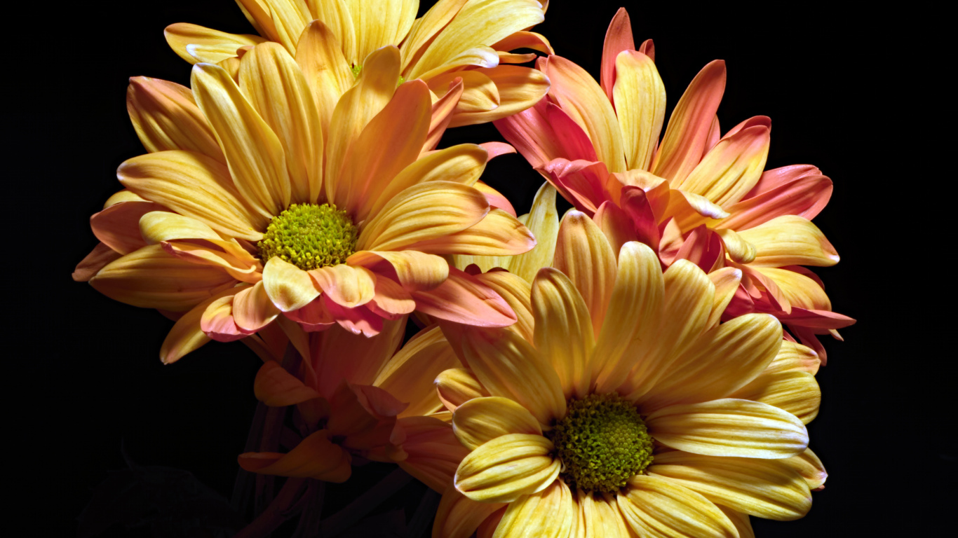 Оранжевые цветы хризантемы на черном фоне