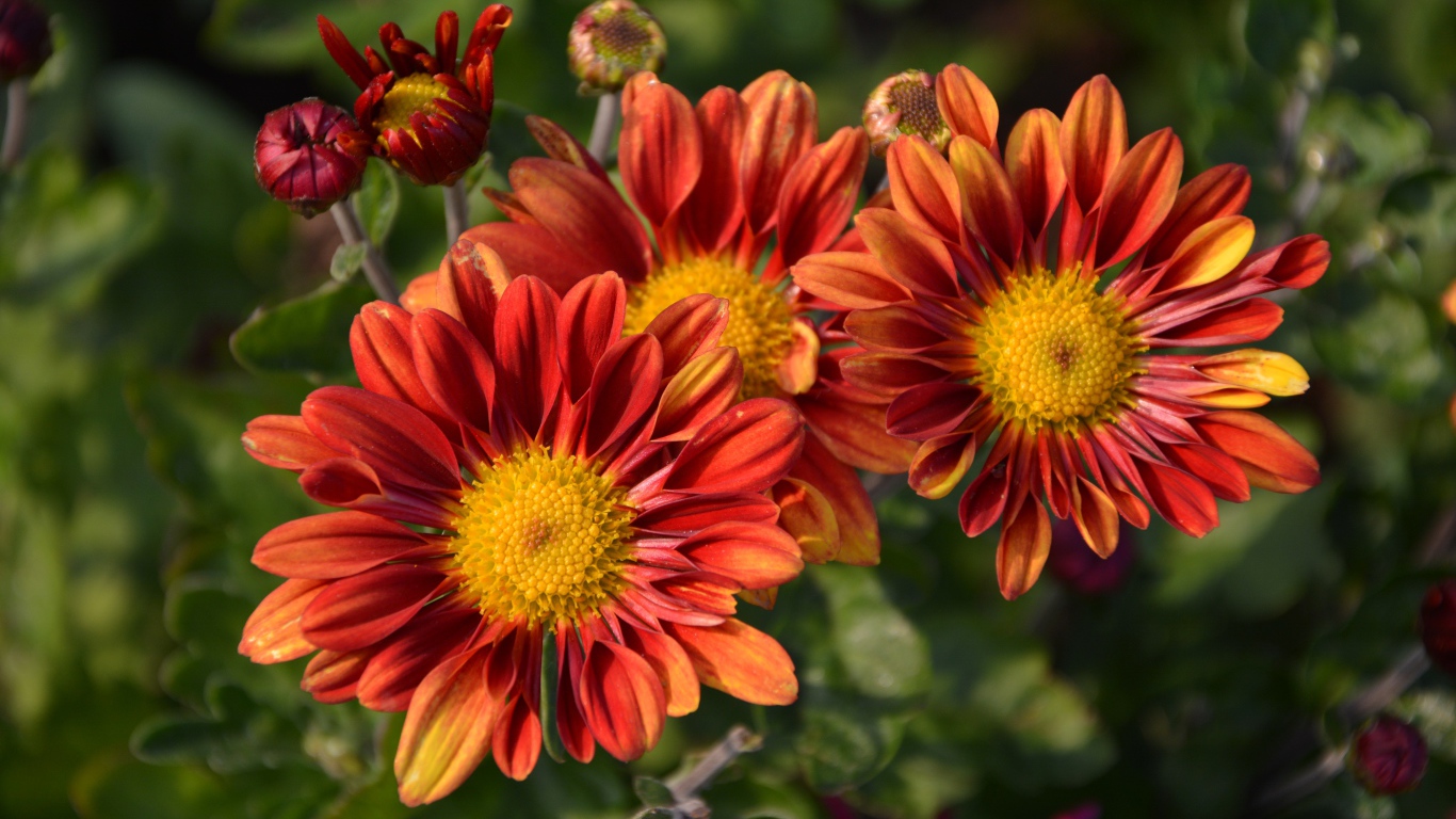 Оранжевые цветы хризантемы с бутонами на клумбе