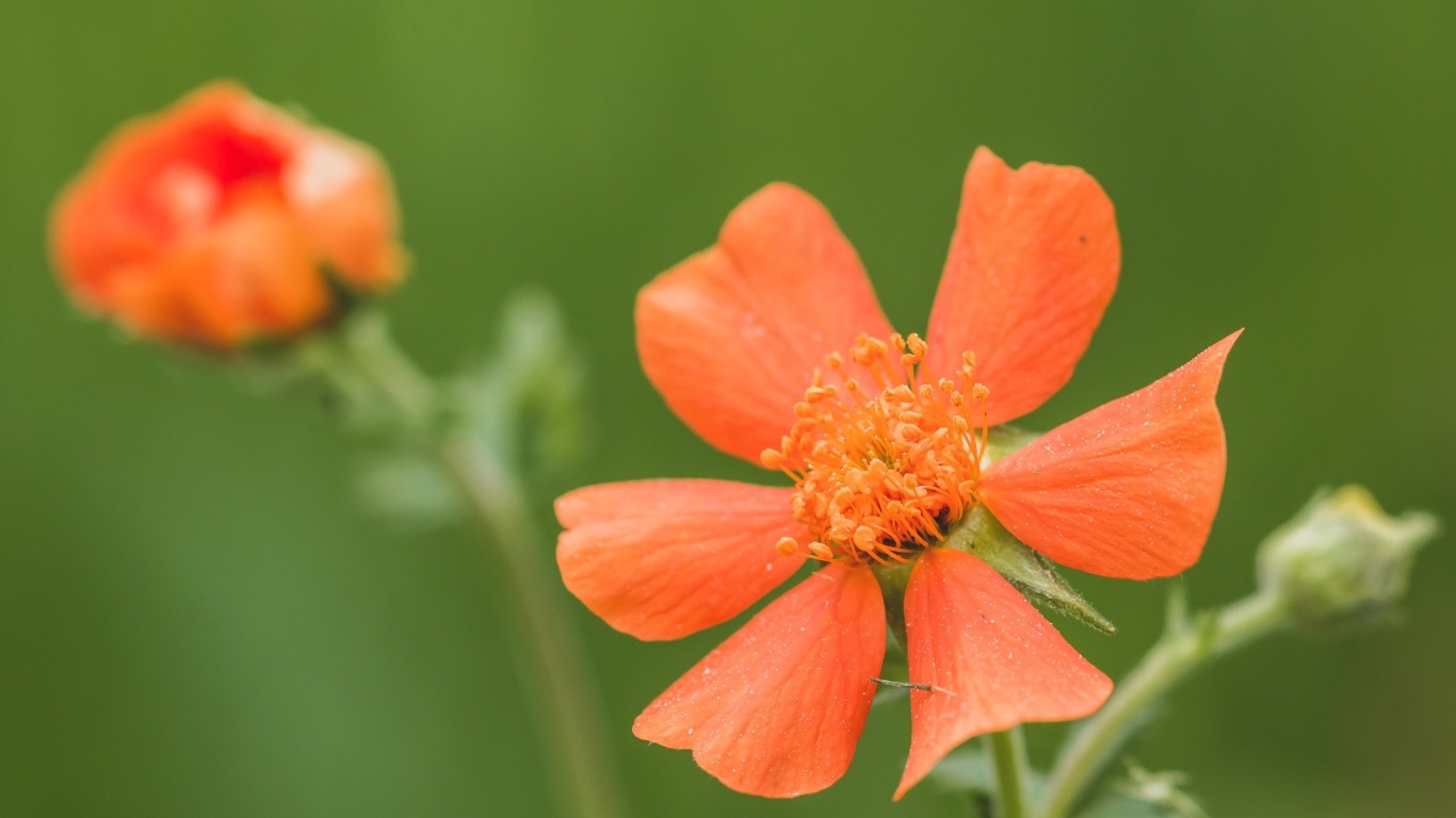Оранжевый цветок гравилат с бутоном крупным планом
