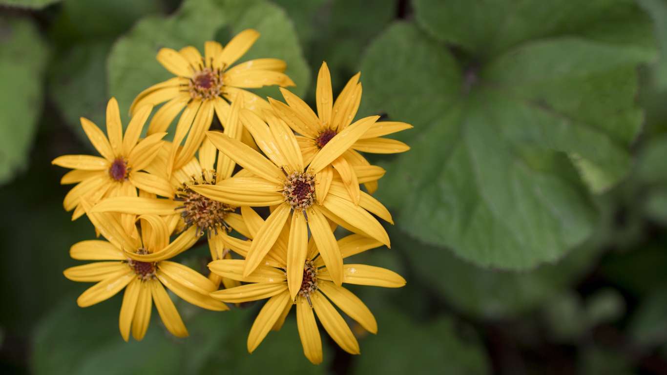 Оранжевые цветы бузульник крупным планом 