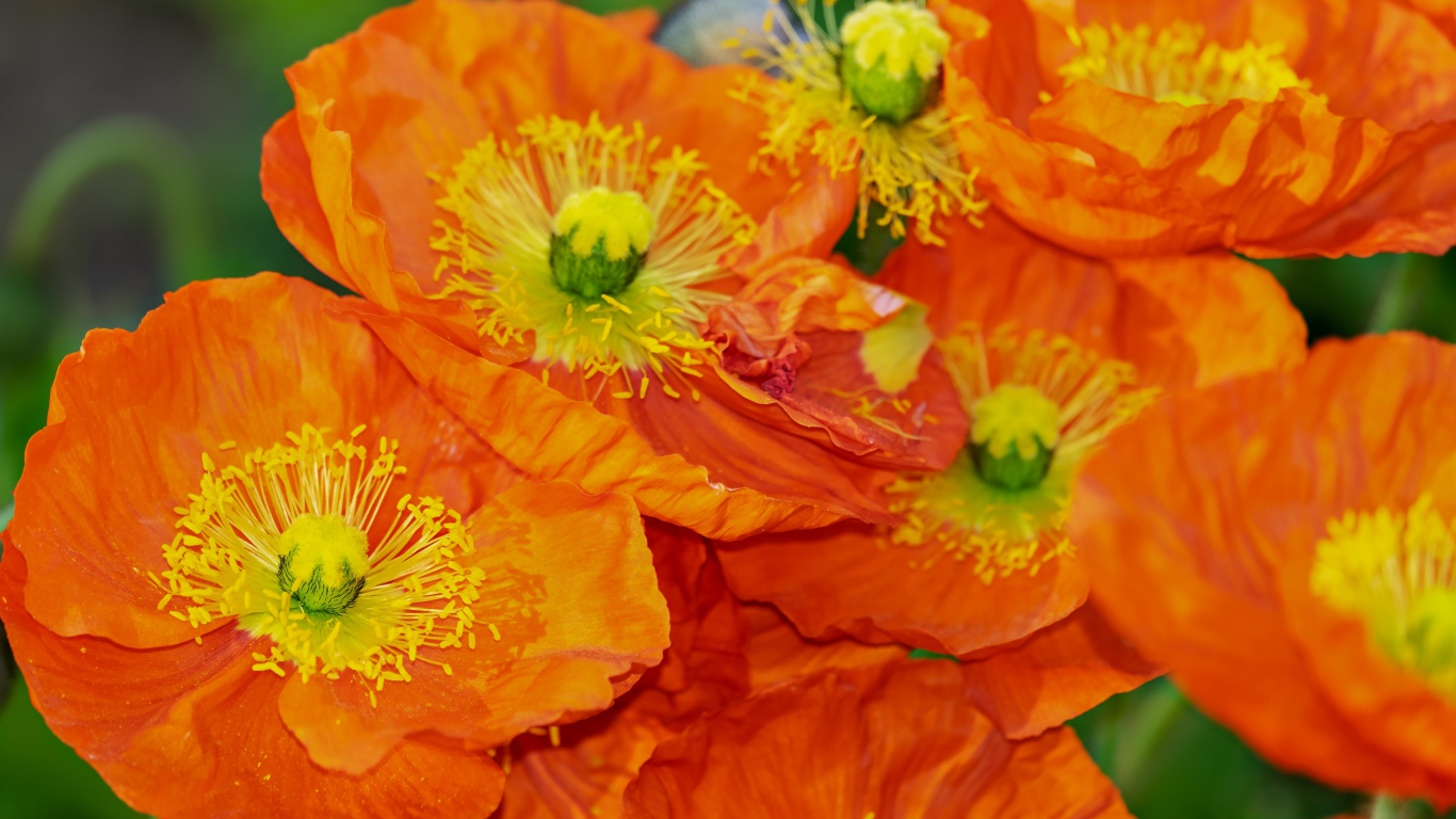 Оранжевые цветы мака крупным планом