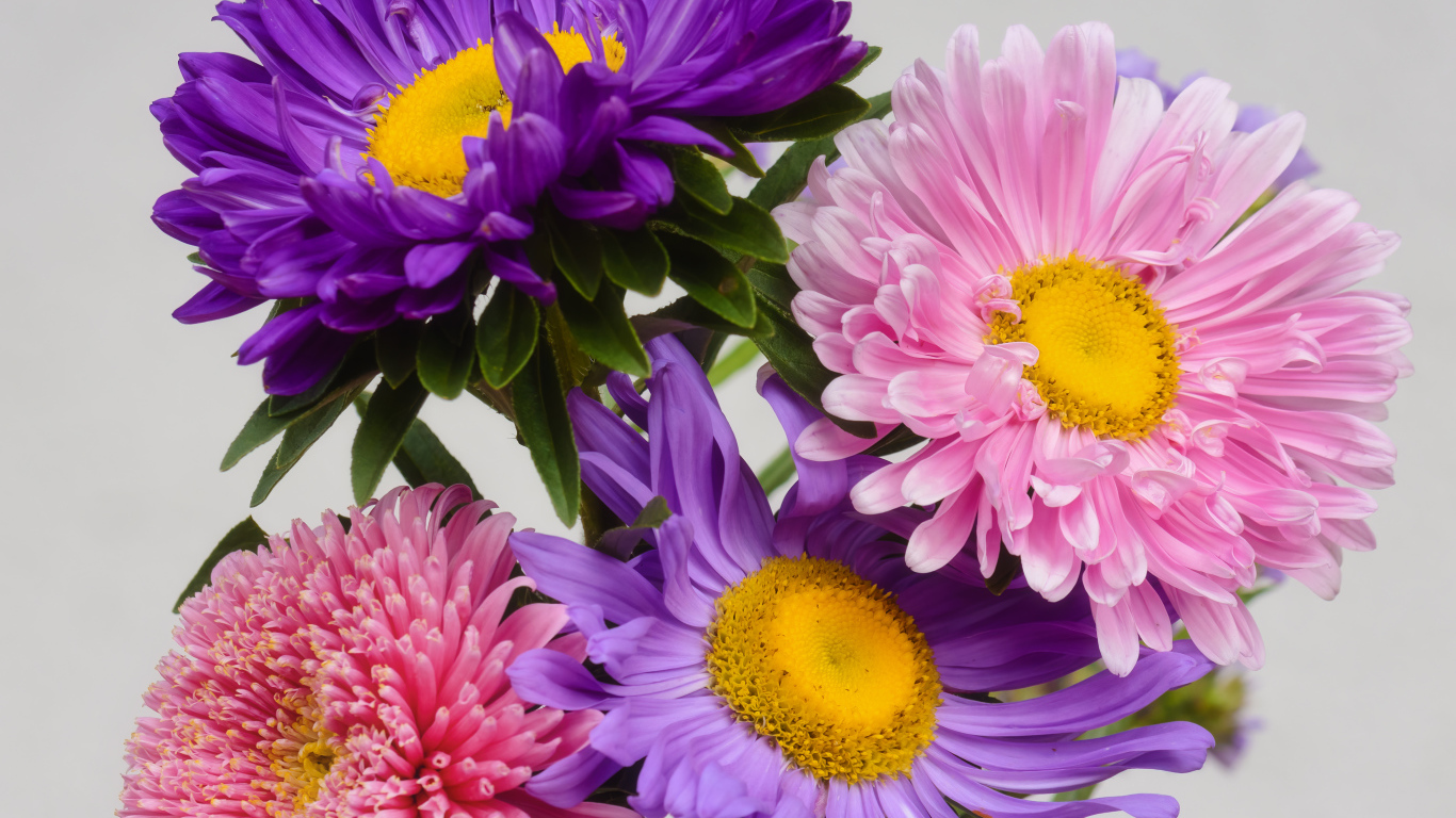 Розовые и сиреневые астры на сером фоне