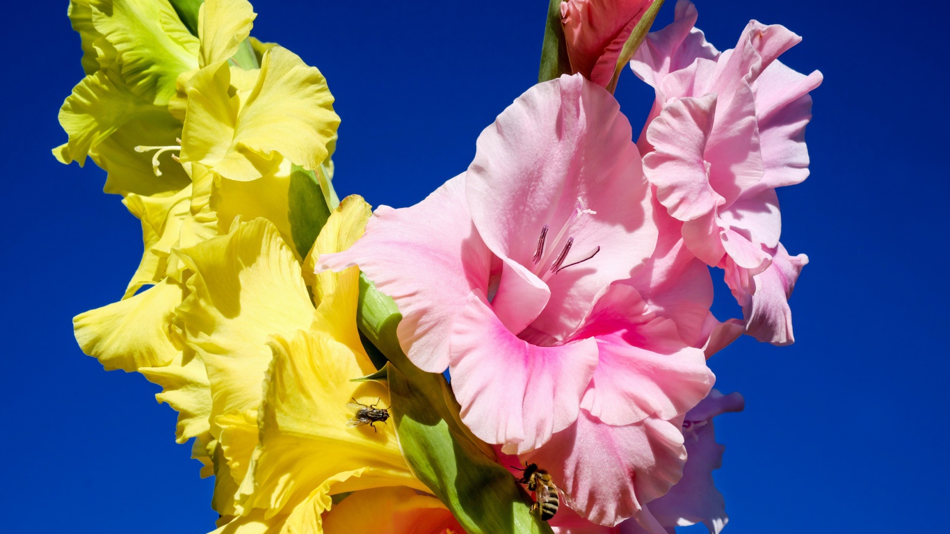 Розовые и желтые цветы гладиолуса на фоне неба