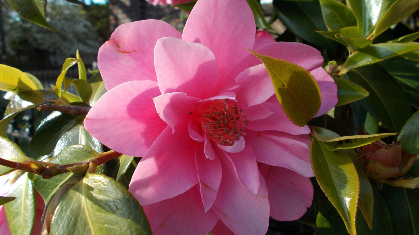 Розовые цветы камелия с зелеными листьями крупным планом 